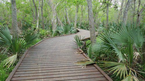A winding wooden boardwalk through a lush green forest with palm plants and trees on either side.