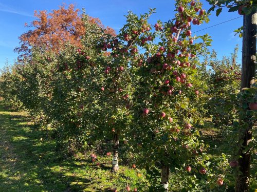 A sunny apple orchard with rows of apple trees heavy with ripe red apples and a backdrop of colorful autumn foliage.