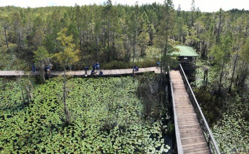 Aerial view of a wooden boardwalk winding through a lush wetland with people and lily pads surrounding it.