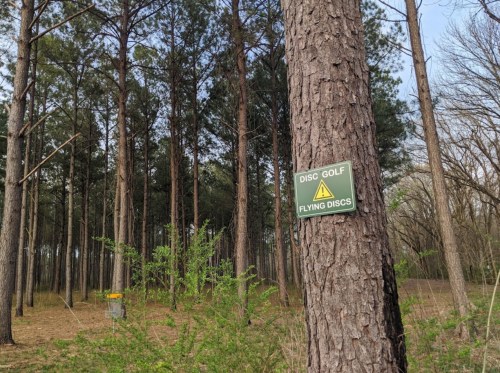 A sign on a tree in a forest warns about disc golf and flying discs, with tall pine trees in the background.