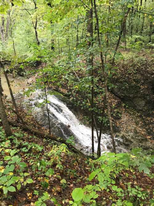 A small waterfall cascades over rocks in a lush, green forest surrounded by trees and fallen leaves.