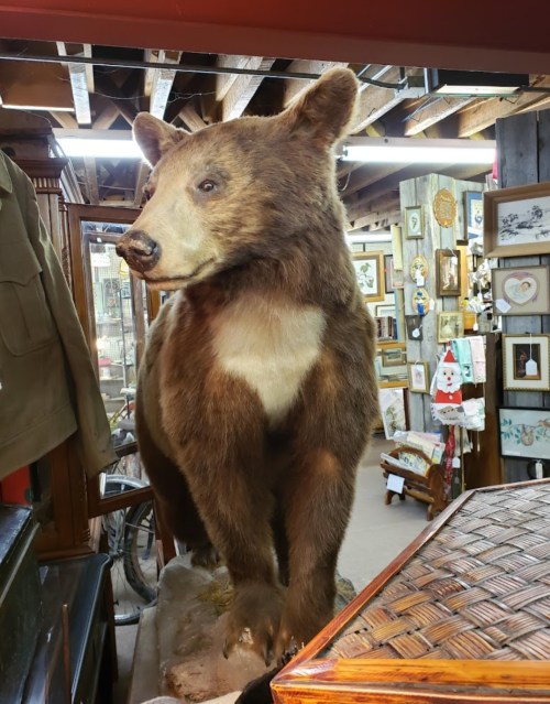 A mounted bear stands in a rustic display, surrounded by various framed pictures and vintage items.