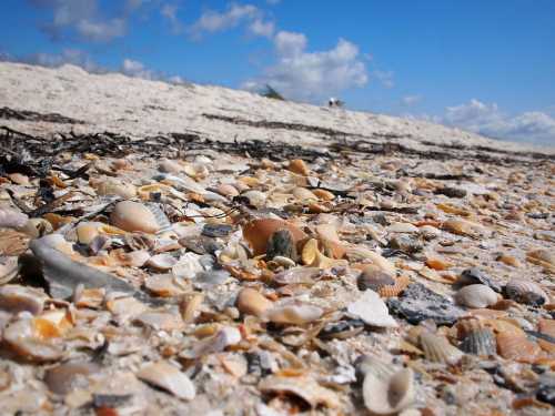 Close-up of a sandy beach scattered with various seashells under a bright blue sky with fluffy clouds.