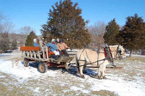 A horse-drawn wagon with four people sits on snowy ground, surrounded by trees under a clear blue sky.