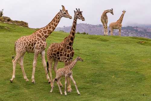 A group of giraffes, including a baby, walking on green grass with a misty landscape in the background.