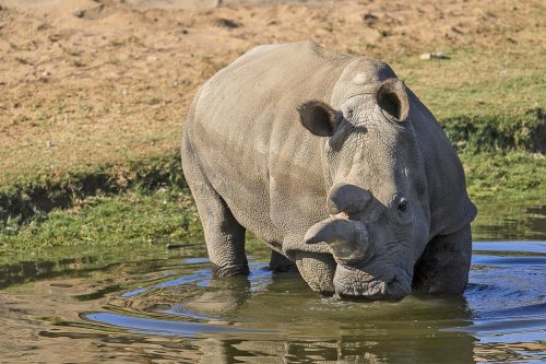 A rhinoceros wading in shallow water, surrounded by grass and sandy terrain.