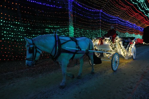 A white horse pulls a decorated carriage through a path illuminated by colorful holiday lights.