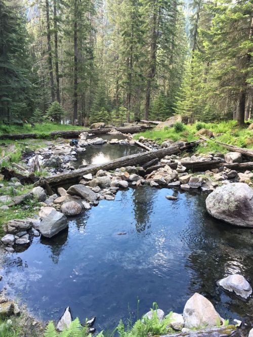 A serene forest scene with a clear stream, rocks, and lush greenery under tall trees. Sunlight reflects on the water.
