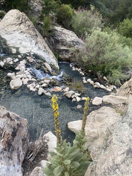 A rocky stream flows through a lush landscape, with yellow flowers in the foreground and greenery surrounding the water.