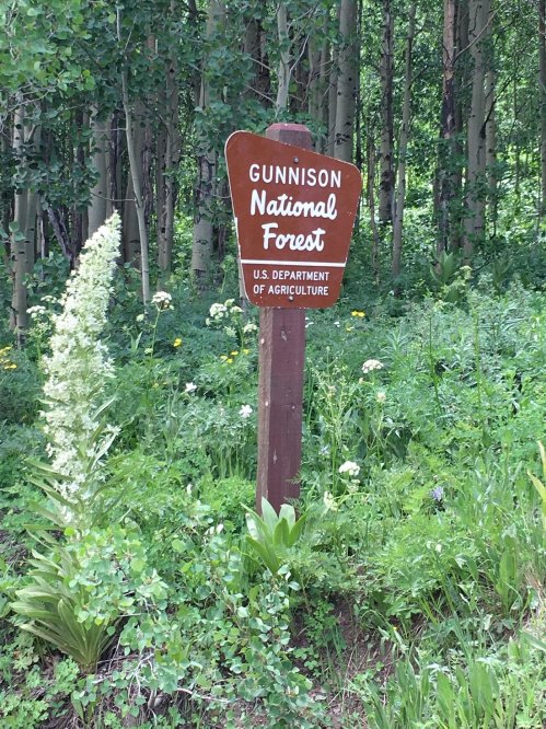 Sign for Gunnison National Forest surrounded by lush greenery and wildflowers. U.S. Department of Agriculture noted.
