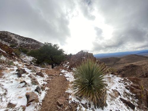 A rocky trail winds through a mountainous landscape, with patches of snow and a large plant in the foreground.