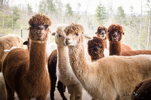 A group of fluffy alpacas with various colors and hairstyles, standing together in a farm setting.