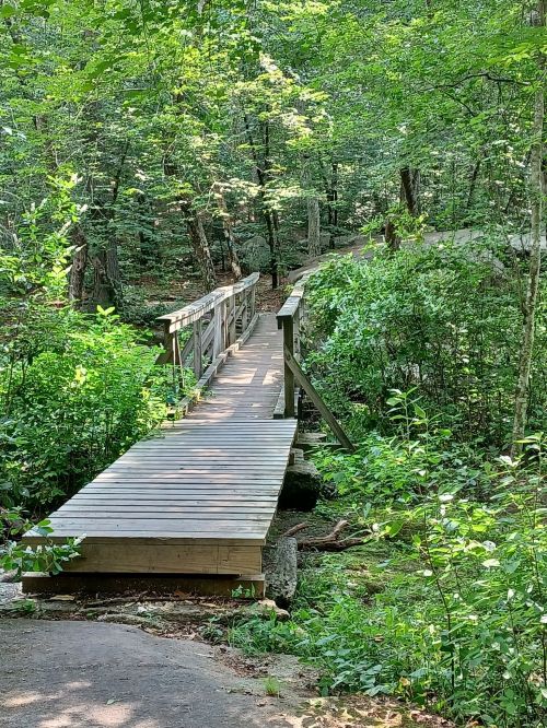 A wooden bridge spans a small stream, surrounded by lush green trees and foliage in a serene forest setting.