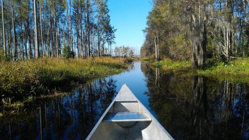 A canoe glides through a serene waterway surrounded by tall trees and lush greenery under a clear blue sky.
