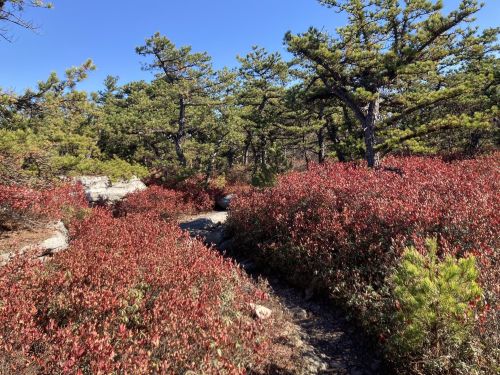 A scenic path through vibrant red foliage and green trees under a clear blue sky.