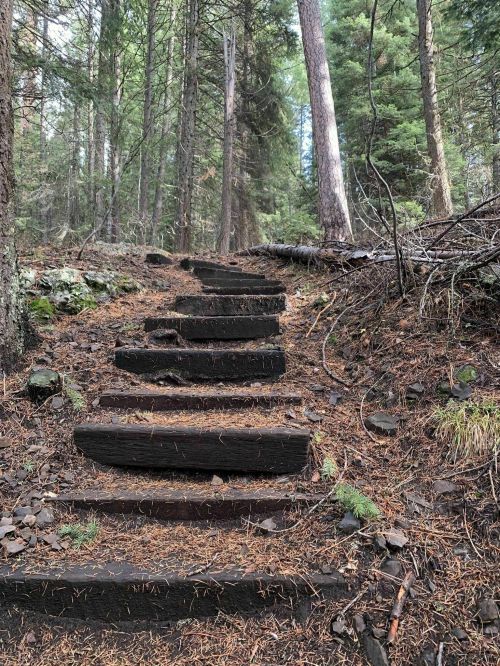 Wooden steps lead up through a forest, surrounded by tall trees and scattered pine needles on the ground.