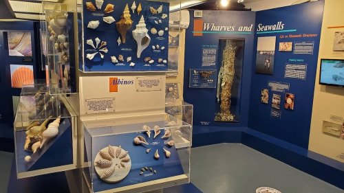 Exhibit display featuring various seashells and informative panels about wharves and seawalls in a museum setting.