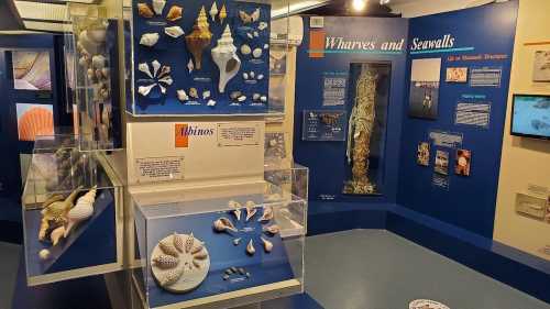 Exhibit display featuring various seashells and informative panels about wharves and seawalls in a museum setting.