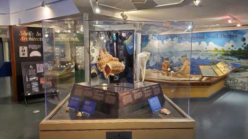 Exhibit showcasing various shells in a museum, with informative displays and a mural of people by the water.