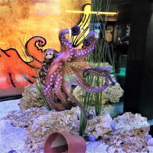 A vibrant octopus with curled tentacles rests on rocky substrate in a colorful aquarium setting.