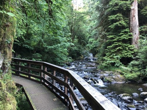 A wooden bridge over a stream surrounded by lush green trees in a serene forest setting.