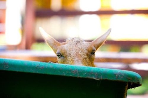 A goat peeks over the edge of a green trough, its curious eyes visible above the rim.