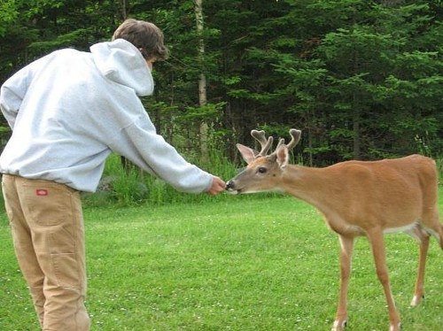 A person in a hoodie gently feeding a young deer in a grassy area surrounded by trees.