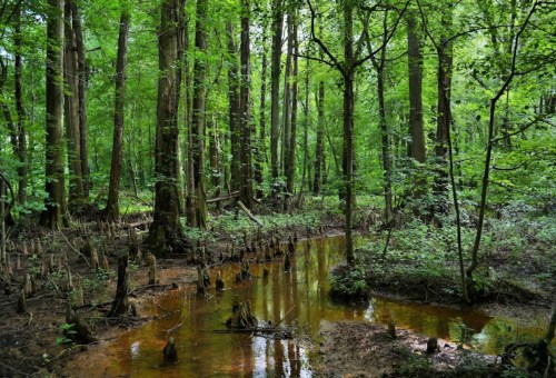 Lush green forest with tall trees and a winding stream reflecting the greenery, surrounded by wetland vegetation.