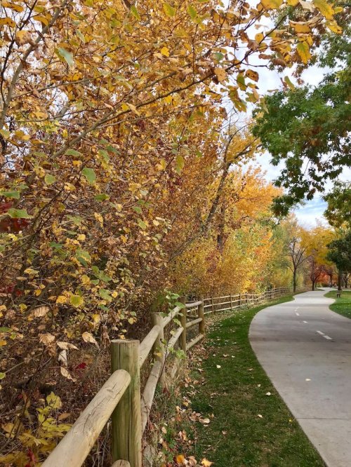 A scenic pathway lined with colorful autumn trees and a wooden fence, surrounded by vibrant fall foliage.
