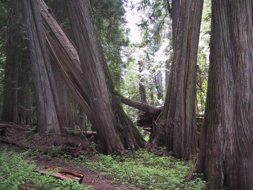 A serene forest scene featuring tall, majestic trees surrounded by lush greenery and fallen logs.