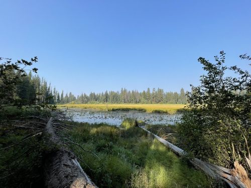 A serene landscape featuring a calm wetland surrounded by tall trees under a clear blue sky.