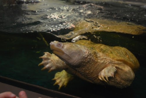 A turtle swimming in water, with its head above the surface and a textured shell visible.