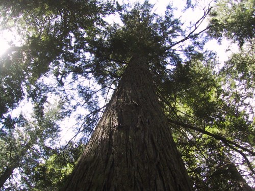 A towering tree viewed from below, surrounded by lush green foliage and bright sunlight filtering through the leaves.