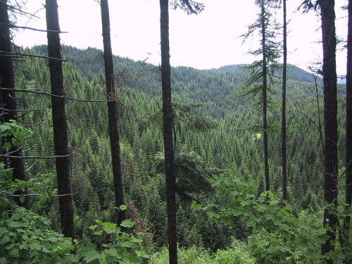 A lush green forest with tall trees and rolling hills in the background under a cloudy sky.