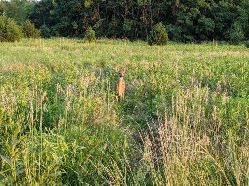 A deer stands in a grassy field surrounded by tall grass and trees in the background.