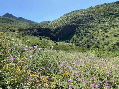A vibrant landscape filled with wildflowers, rolling green hills, and a clear blue sky in the background.