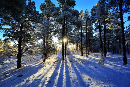 Sunlight filters through snow-covered trees, casting long shadows on a winter landscape.