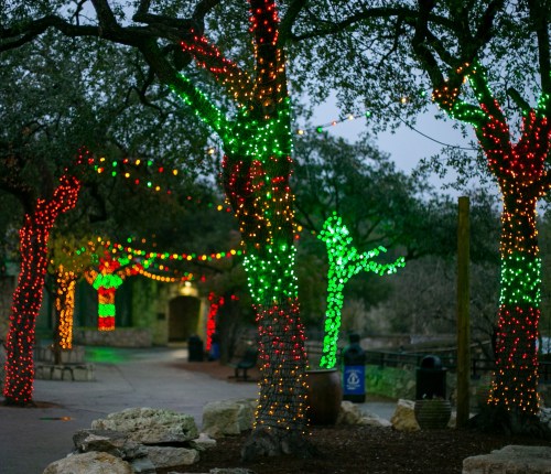 Colorful trees adorned with red and green lights line a pathway, creating a festive atmosphere in a park.