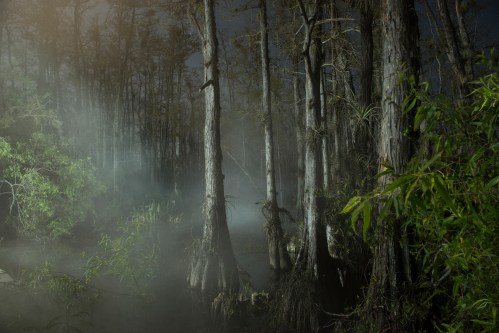 Misty swamp with tall trees and dense foliage, creating an eerie, atmospheric scene.