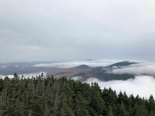 A misty landscape with rolling hills and clouds, framed by evergreen trees under a gray sky.