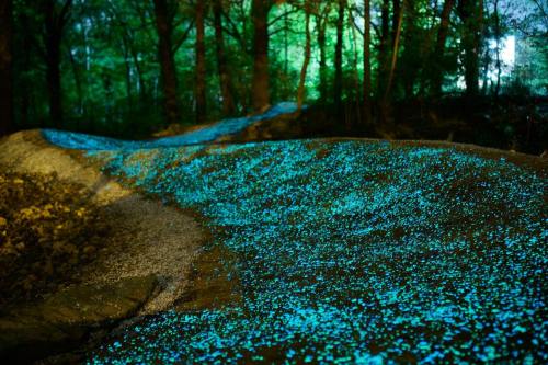 A glowing blue path winds through a dark forest, illuminated by bioluminescent particles.