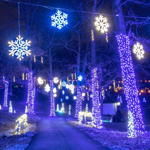 A nighttime scene of a path lined with trees adorned with blue and white snowflake lights.