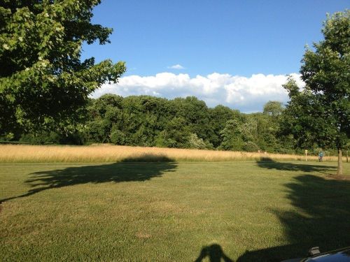 A grassy field with tall grass and trees under a clear blue sky with fluffy white clouds in the background.
