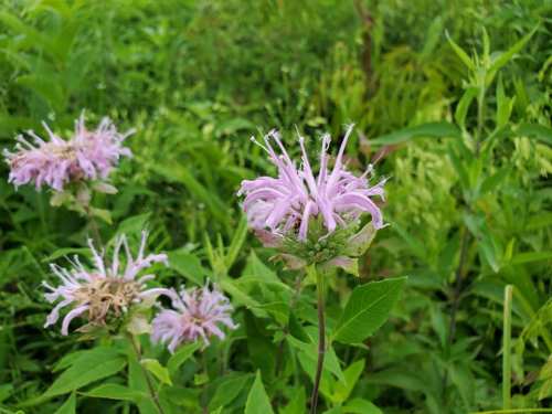 Cluster of light purple flowers surrounded by lush green foliage.
