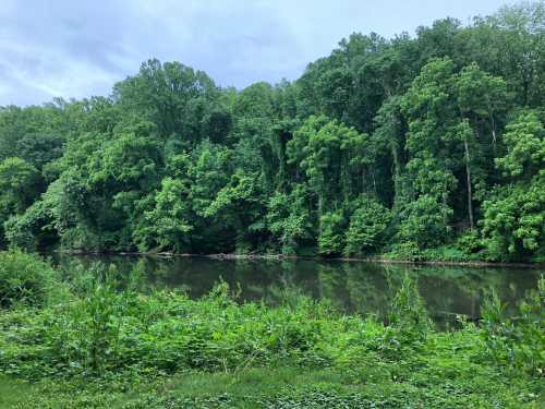 Lush green trees line a calm riverbank under a cloudy sky, creating a serene natural landscape.