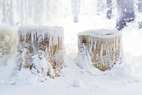 Two frozen tree stumps covered in snow, surrounded by a winter forest landscape.