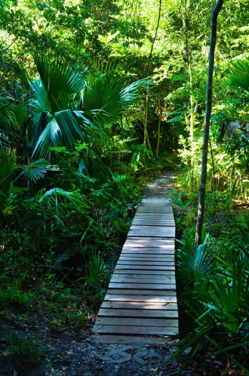 A wooden pathway through lush green foliage in a dense forest. Sunlight filters through the trees.