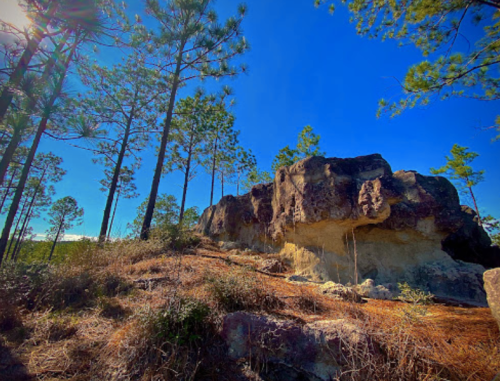 A rocky outcrop surrounded by tall pine trees under a clear blue sky. Sunlight filters through the branches.
