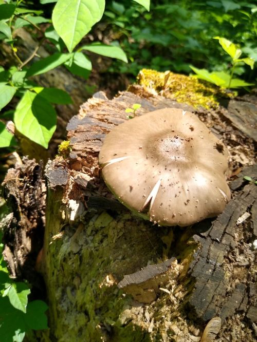 A brown mushroom growing on a mossy log, surrounded by green leaves in a forest setting.