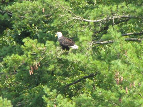 A bald eagle perched on a tree branch surrounded by green foliage.